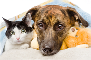 MEDICAL CARE - Dog and Cat