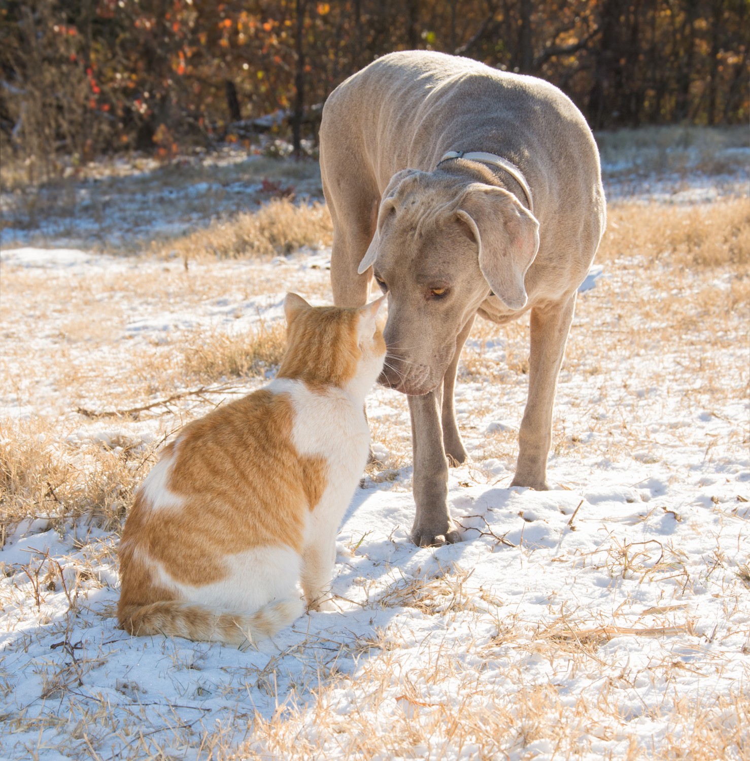 Dog sniffing cat outdoors